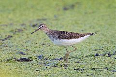 Solitary Sandpiper